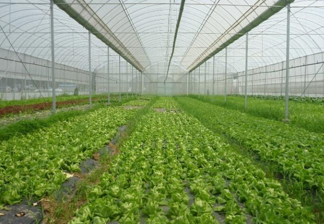 蔬菜专用大棚膜 蔬菜专用大棚膜